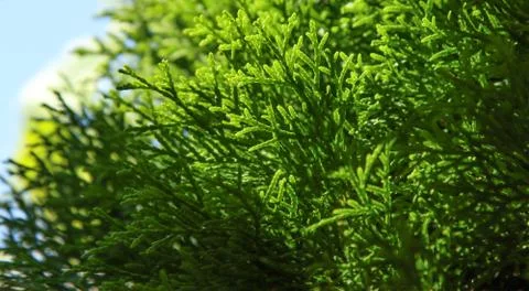 Green branches of a thuja tree. Stock Photos