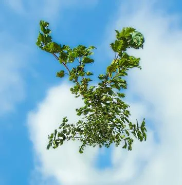 Green Branches tiny planet effect 스톡 사진