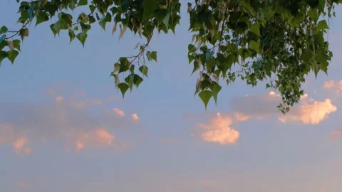 Green branches of a tree against the sunset sky. Beautiful sky against the 스톡 동영상 217818233