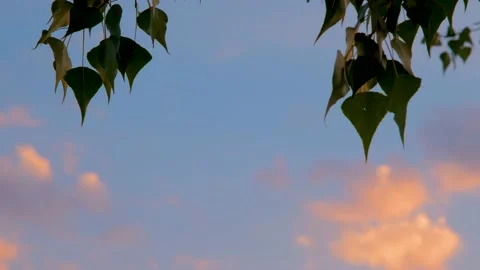 Green branches of a tree against the sunset sky. Beautiful sky against the Stock Footage 221274861