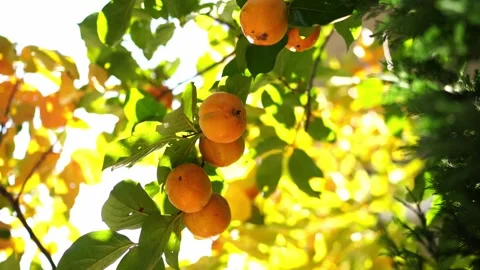 Green branches of a tree with orange persimmon sway in the wind in the garden Video stock 273985725