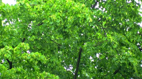 Green branches of a tree in rain Stock Footage 39397116
