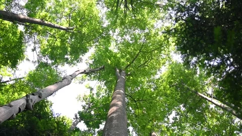 Green branches of trees in forest in summer. Deciduous forest. Wood. Stock Footage 249183636