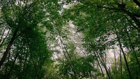 Green branches of trees in spring forest. Travel concept, nature. Camera looks Stock Footage 175394258
