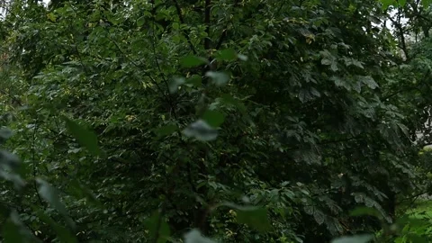 The green branches of the trees sway in the wind. Raindrops are falling. Stock Footage 173504863