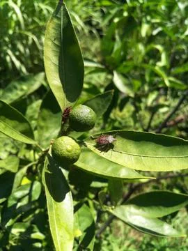 Green branches with two small green tangerines on a blurred natural backgroun Stock Photos