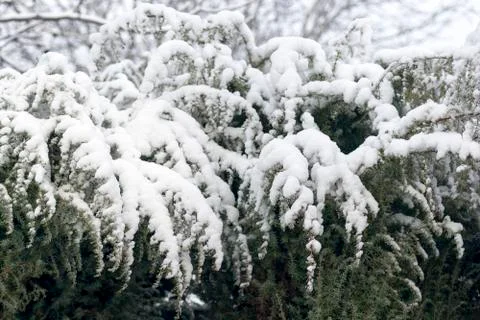Green branches under the snow Stock Photos