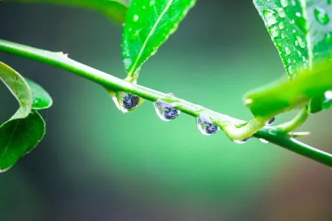 Green branches of water droplets Stock Photos