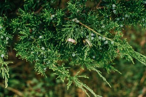 Green branches with wedding ring Stock Photos