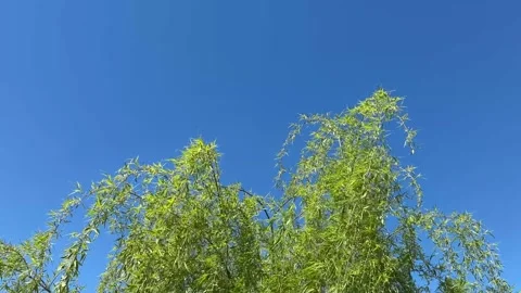 Green branches of weeping willow tree on blue sky Stock Footage 306552805