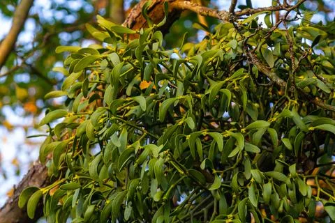 Green branches of white mistletoe close-up, Viscum album, Santalaceae, symbol Stock-Fotos