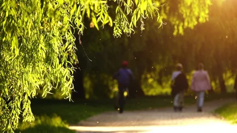 Green branches of willow are illuminated by sun. Mosquitoes flies. People wal Stock Footage 214954880
