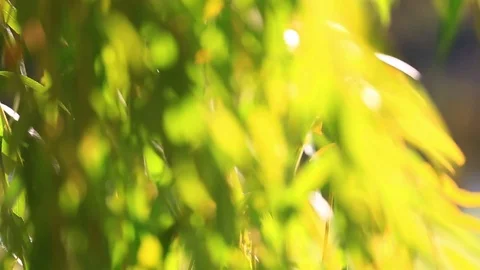 Green branches of   willow Video stock 74515969