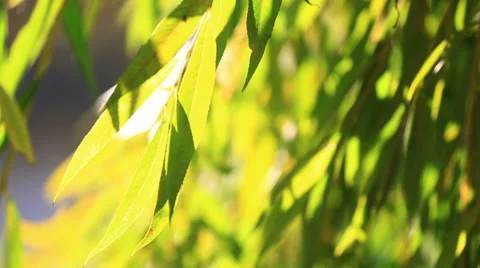 Green branches of a willow, the lit with the bright autumn sun, close up Stock Footage 45963974
