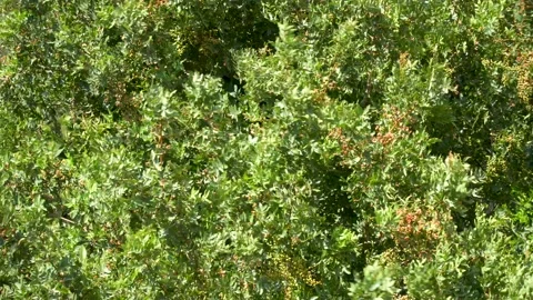 Green Branches Wind and Leaves Stock Footage 133142874