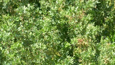 Green Branches Wind and Leaves Stock Footage 133142989