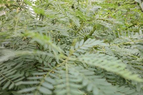 Green branches in the wind. strong wind bends the trees. hurricane breaks bra Stock Photos