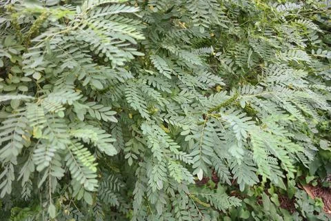 Green branches in the wind. strong wind bends the trees. hurricane breaks bra Stock Photos