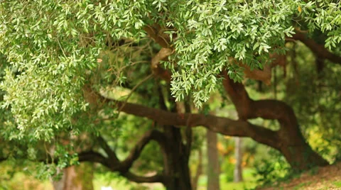 Green branches in a wood Stock Footage 32301621