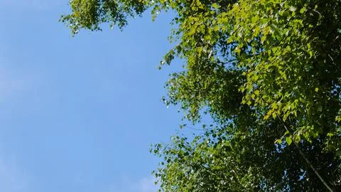 Green branches of a young birch tree with juicy foliage against the background Stock Photos