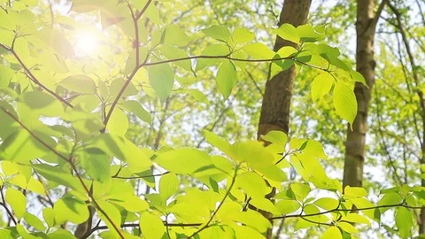 Green branches of young  trees in a spring forest. Stock Footage 87896541
