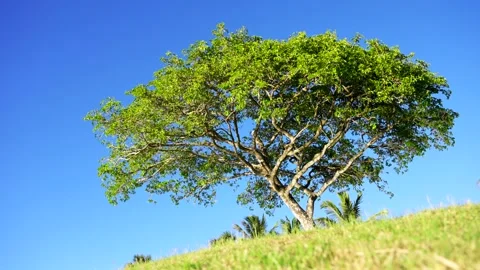 Green branching tree on a hill. Stock Footage 169153277