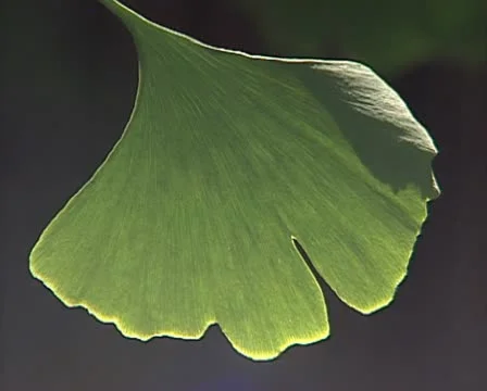 Green branchy leaf Stock Footage 10718031