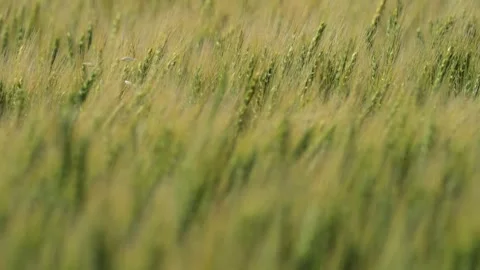 Green bread wheat blowing in the wind across a vast field with soft natural Stock Footage 332720020