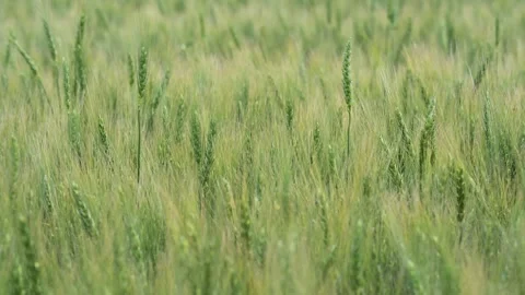 A green bread wheat field blowing in a light wind. Clip with a narrow field of Stock Footage 313572708