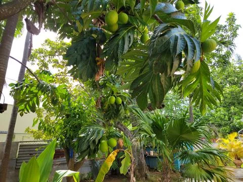 Green breadfruit or pana on tree in Puerto Rico Stock Photos