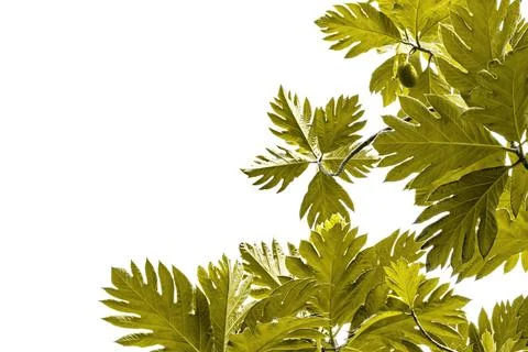 Green breadfruit tree pattern are made golden for nature concept,tropical l.. Stock Photos