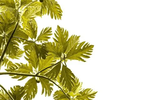 Green breadfruit tree pattern are made golden for nature concept,tropical l.. Stock Photos