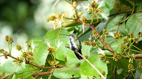 Green-breasted Mango Female Shows Off Unique Breast, Takes Off 스톡 동영상 62913449