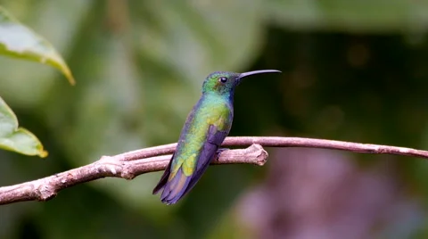 Green-breasted Mango Male MS/MCU 스톡 동영상 44269853