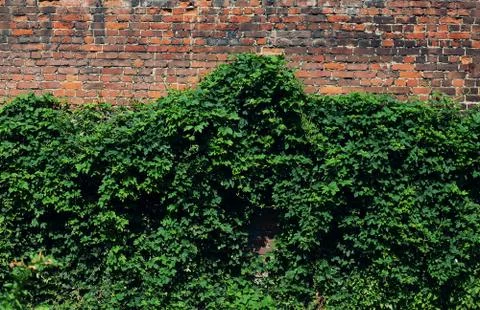 Green brick facade wall Stock Photos