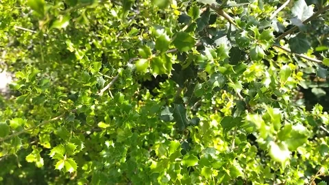 Green bright background of holly Stock-Footage 308060529