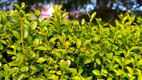 Green bright bush Stock Footage 331960585