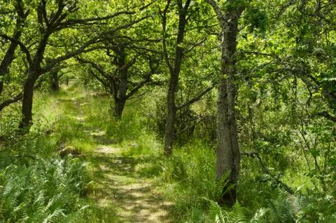 Green bright footpath Stock Photos