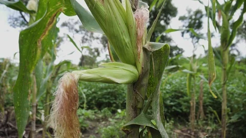 Green Bright Maize Crop / Maize field  Cornfield 4K Stock Footage 104076032