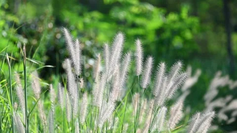 Green bristlegrass in the wind Stock Footage 282993653
