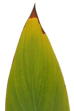 Green Broad Leaf Tip with Brown Dry Edge Isolated on White 库存照片