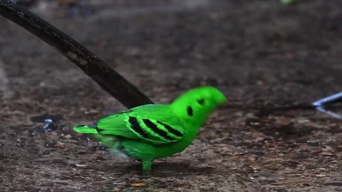 Green broadbill on the ground Stock Footage 335080068