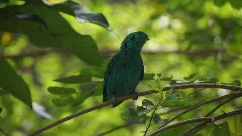 The Green Broadbill Stock Photos