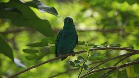 The Green Broadbill Stock Photos