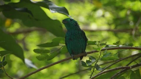 The Green Broadbill Stock Photos