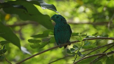 The Green Broadbill Stock Photos