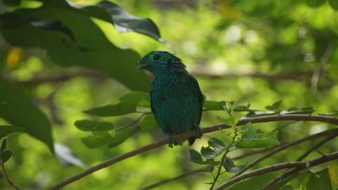 The Green Broadbill Stock Photos
