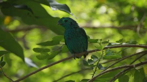 The Green Broadbill Stock Photos