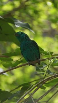 The Green Broadbill Stock Photos