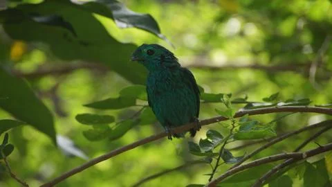 The Green Broadbill Stock Photos